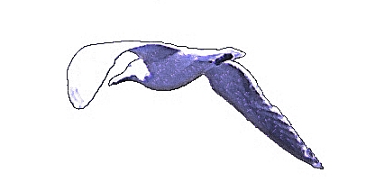 seagull-linedraw-3.jpg